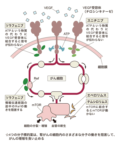 図：腎がんの4つの分子標的薬が効く仕組み