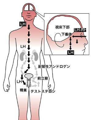 図：体内ホルモンのメカニズム
