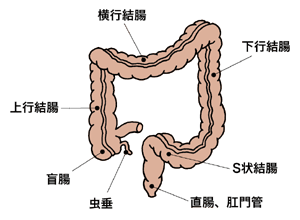 図：大腸の仕組み