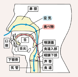 図：のどの構造　空気の通り道と食べ物の通り道