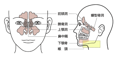 図：頭頸部の構造