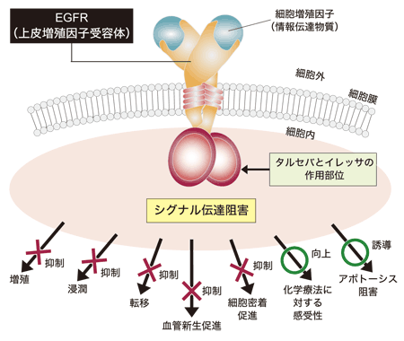 図1　タルセバとイレッサの作用点と抗腫瘍効果発現のメカニズム