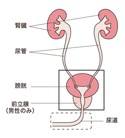 図：膀胱全摘術の範囲
