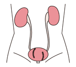 図：自然排尿型代用膀胱