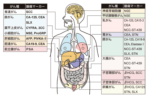 図：腫瘍マーカーの種類