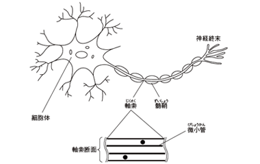 図1 末梢神経細胞