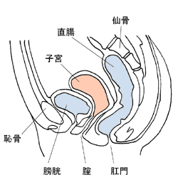 図：子宮と直腸の位置関係