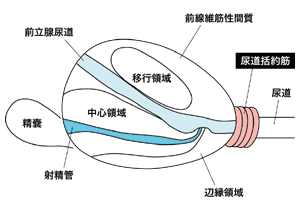 図1　前立腺の内部構造