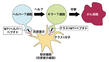 図：WT1ペプチドでキラーT細胞を誘導するメカニズム