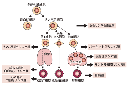 図：造血幹細胞が分化する過程でさまざまながんになる