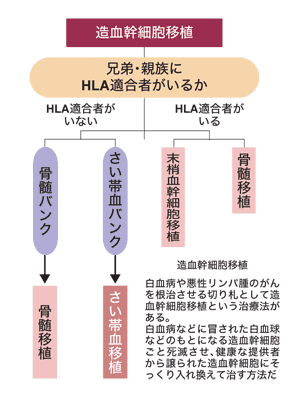図：造血幹細胞移植の種類