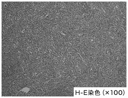 H-E染色（×100）