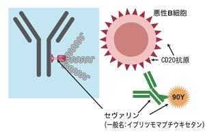 図2 ゼヴァリンによる放射免疫療法のメカニズム