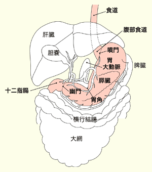 図：胃の位置と構造