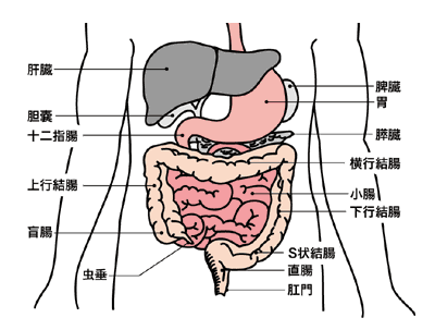 図：消化器の配置