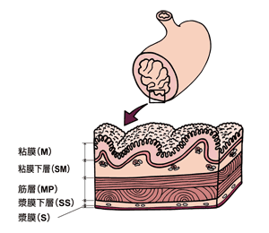 図：胃壁の構造