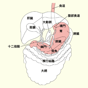 図：胃がんの位置と構造