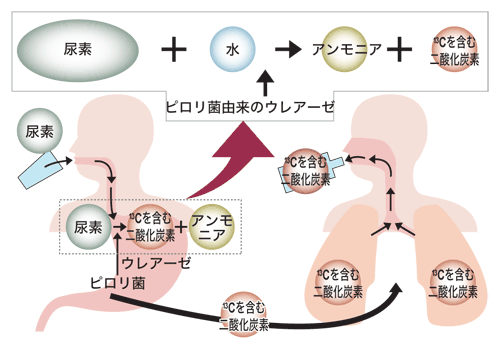 図:尿素呼気試験のしくみ