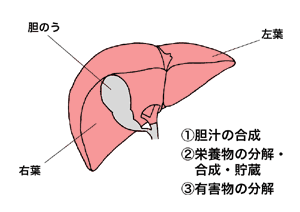 図：肝臓の主な働き