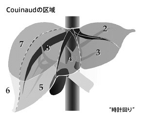 Couinaudの区域