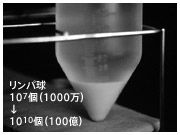 肝臓がんの免疫療法に使われるリンパ球