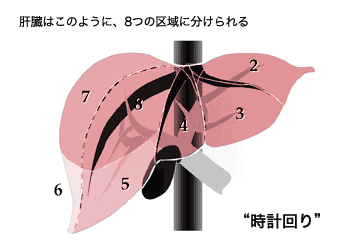 クイノーの区域：肝臓はこのように、8つの区域に分けられる