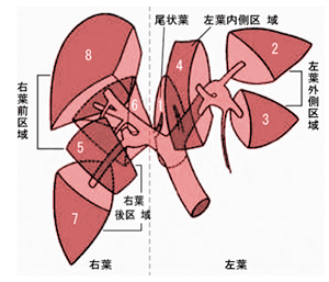 肝臓がんの区域分類