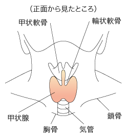 甲状腺の形態と位置