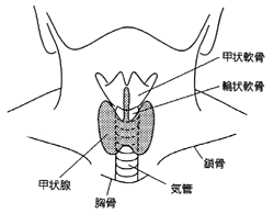図：甲状腺の構造