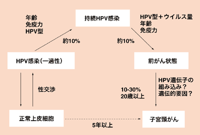 図：HPV感染と子宮頸がんの自然史