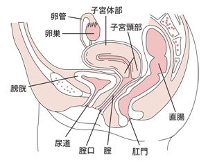 図：子宮周辺の体の構造