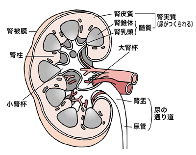 図：腎の構造