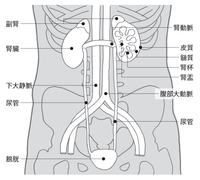 腎臓の位置と構造