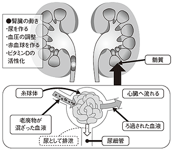 図1 腎臓の働き