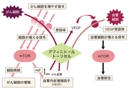 図：mTOR阻害剤が作用する仕組み
