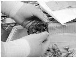 写真：摘出された腫瘍部分