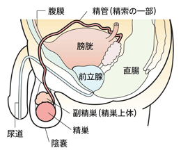 精巣の位置と構造