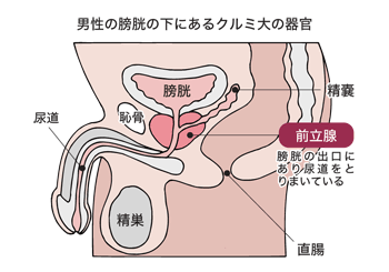 図：前立腺の位置