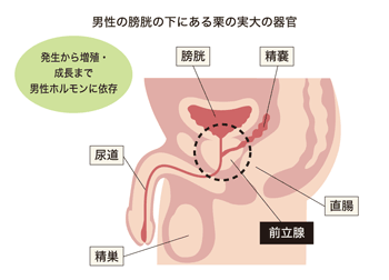図1 前立腺の位置