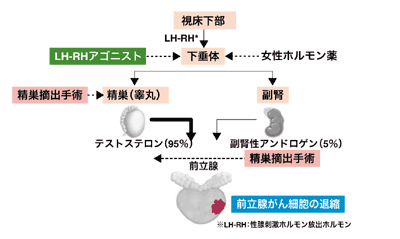 図：各ホルモン療法の作用部位
