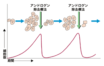 図：間欠的アンドロゲン除去療法の考え方