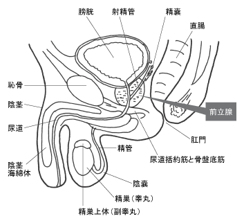 男性生殖器の構造と前立腺の位置