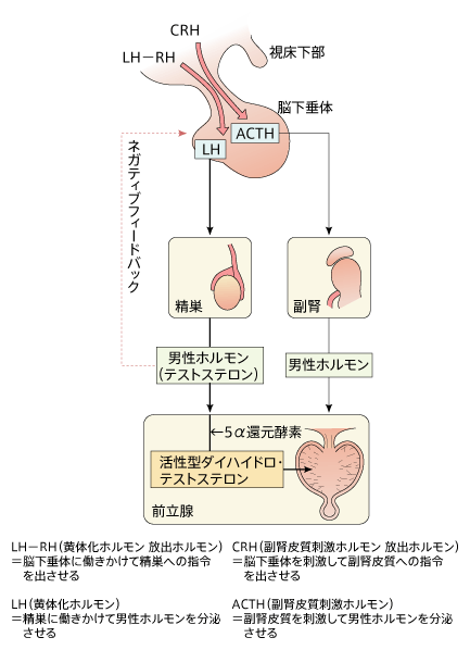 前立腺とホルモン分泌の関係