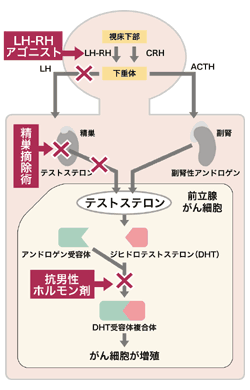 図10　MAB療法の作用メカニズム