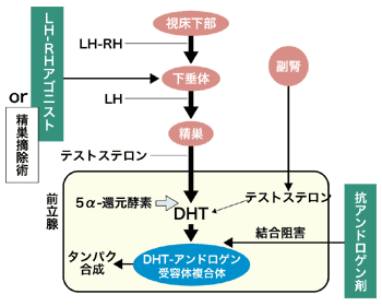 図:体内のホルモン分泌の仕組みとホルモン剤の役割