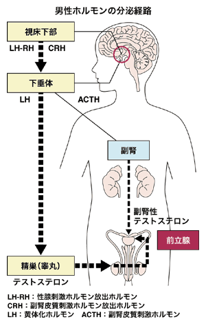 図2 前立腺がん細胞の増殖を促す男性ホルモン