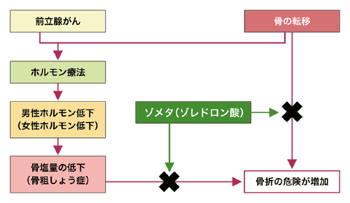 図：ホルモン療法による骨への影響
