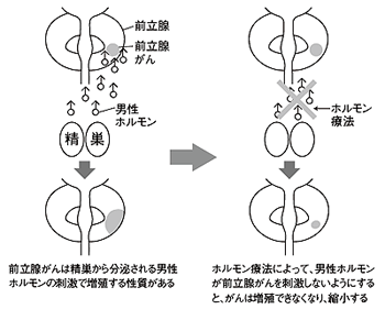 ホルモン療法が効く仕組み