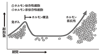 ホルモン療法が効かなくなっていく過程