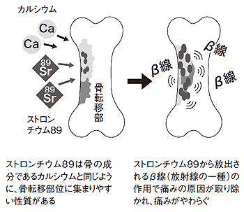 図7 ストロンチウム89が効くしくみ